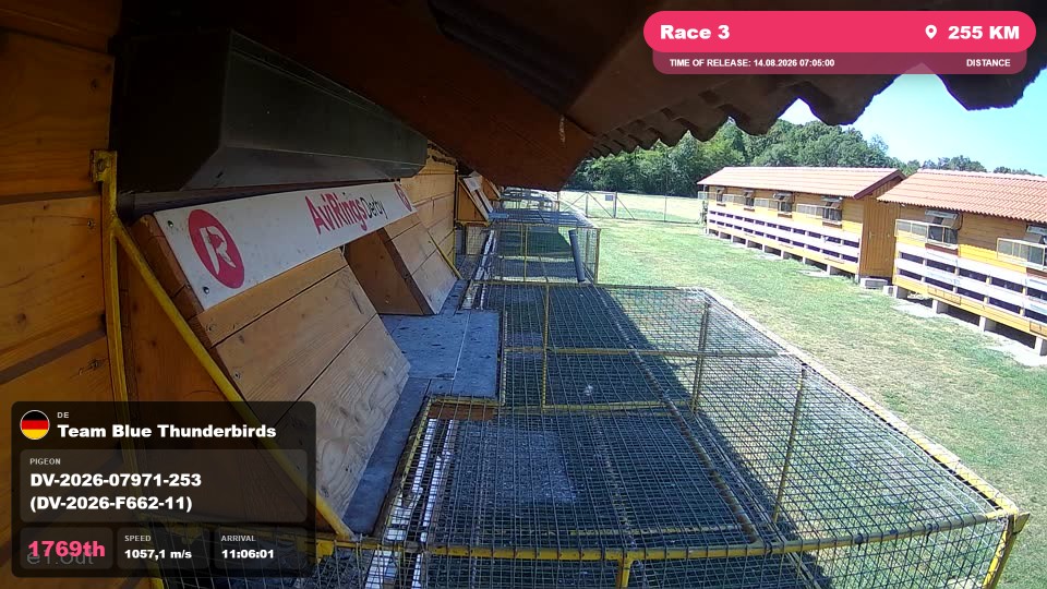 Pigeon Arrival Image For Race Race 3
