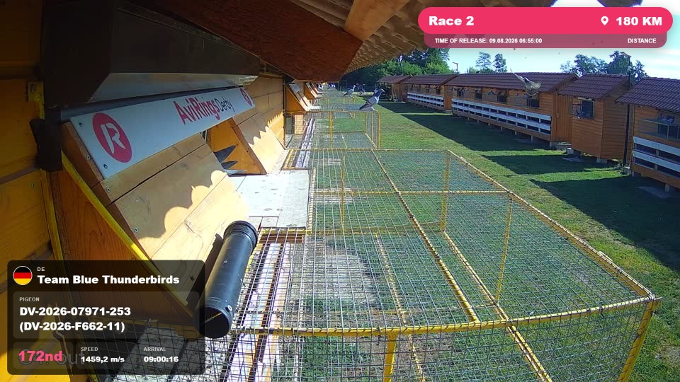 Pigeon Arrival Image For Race Race 2