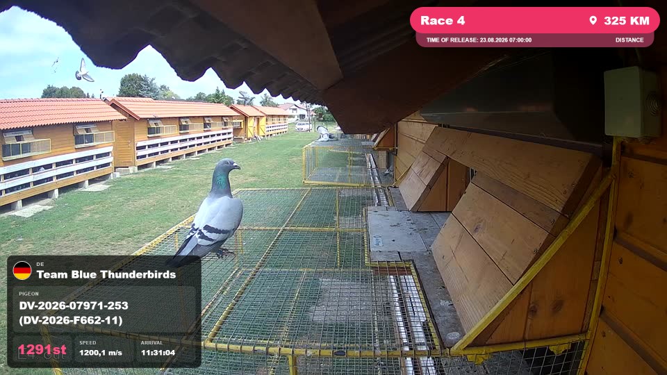 Pigeon Arrival Image For Race Race 4