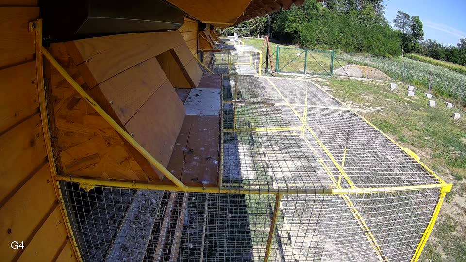 Pigeon Arrival Image For Race Race 5