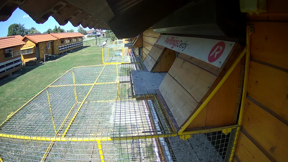 Pigeon Arrival Image For Race Race 5