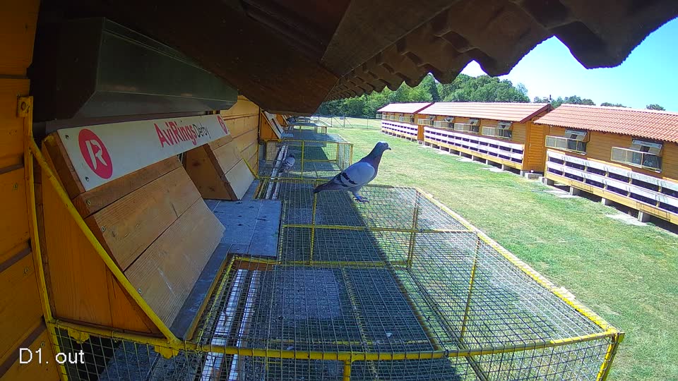 Pigeon Arrival Image For Race Race 3