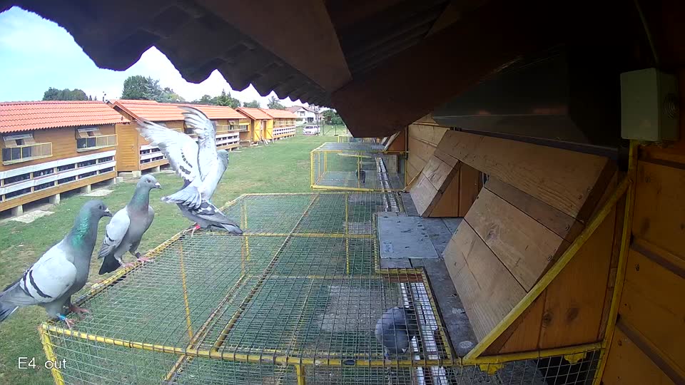 Pigeon Arrival Image For Race Race 4