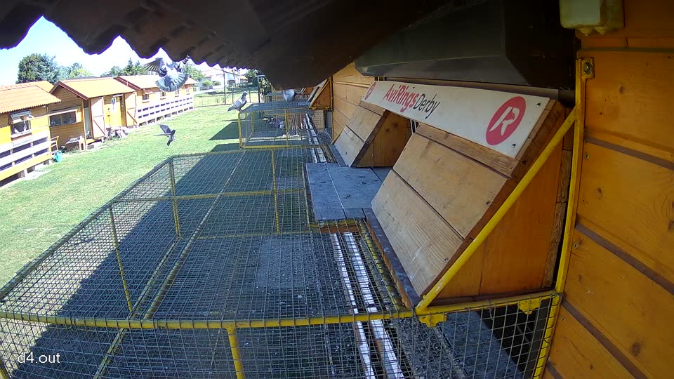Pigeon Arrival Image For Race Race 3