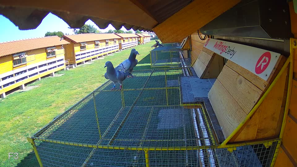 Pigeon Arrival Image For Race Race 2