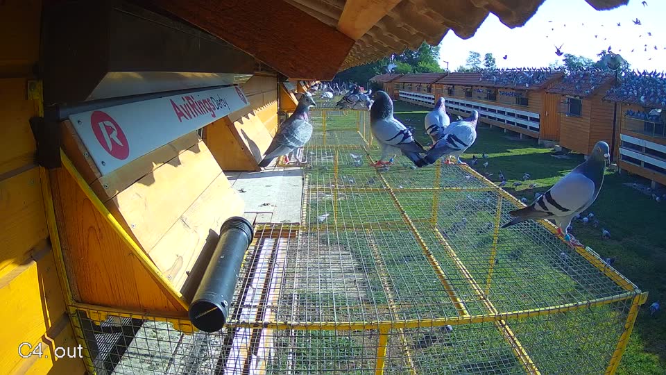 Pigeon Arrival Image For Race Race 2