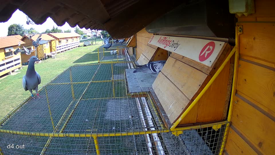 Pigeon Arrival Image For Race Race 1