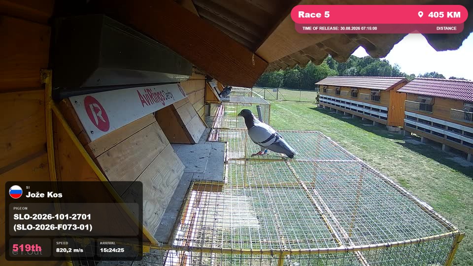 Pigeon Arrival Image For Race Race 5