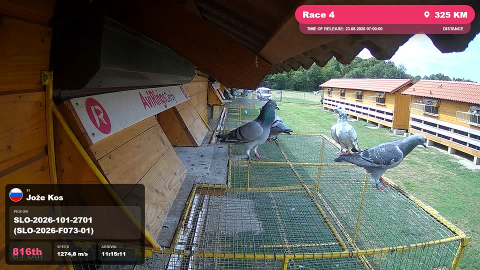 Pigeon Arrival Image For Race Race 4