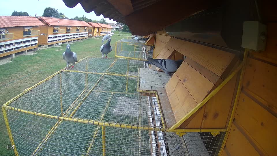 Pigeon Arrival Image For Race Race 3