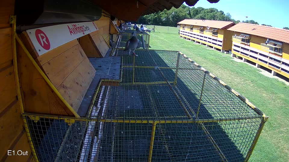Pigeon Arrival Image For Race Race 2