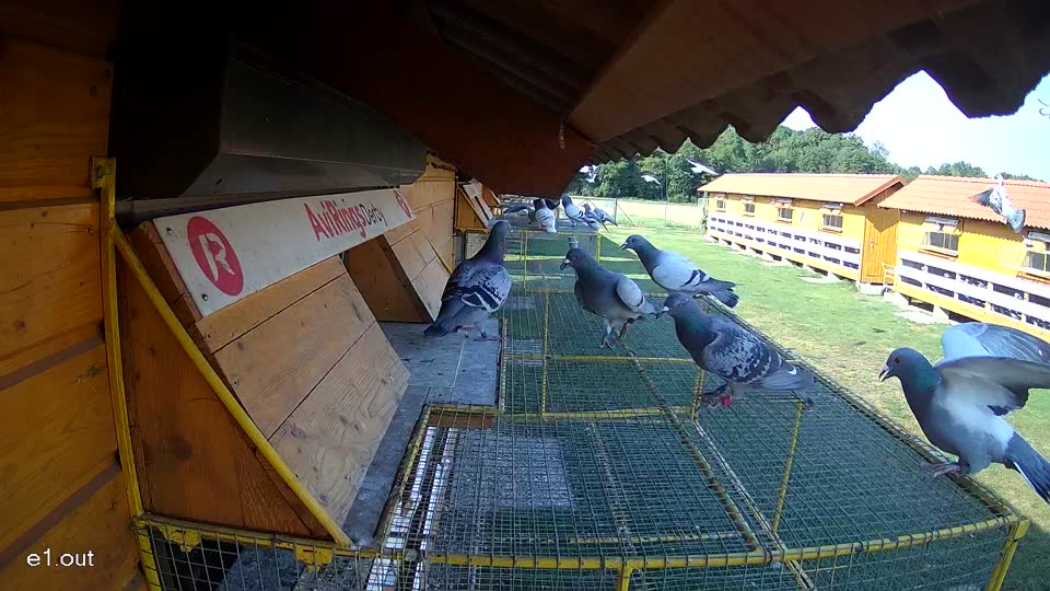 Pigeon Arrival Image For Race Race 1