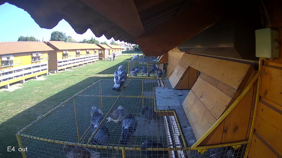 Pigeon Arrival Image For Race Race 5