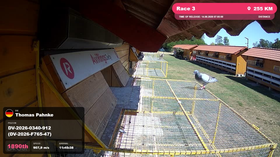 Pigeon Arrival Image For Race Race 3