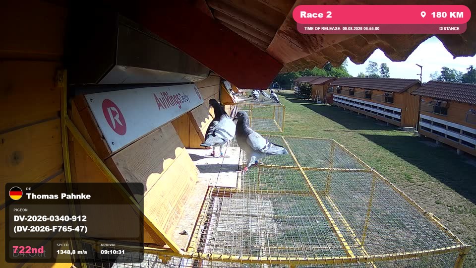 Pigeon Arrival Image For Race Race 2