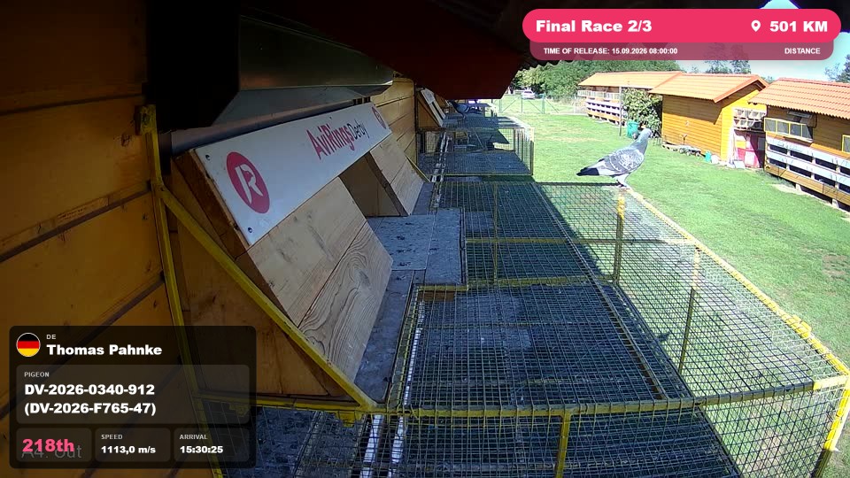 Pigeon Arrival Image For Race Final Race 2/3