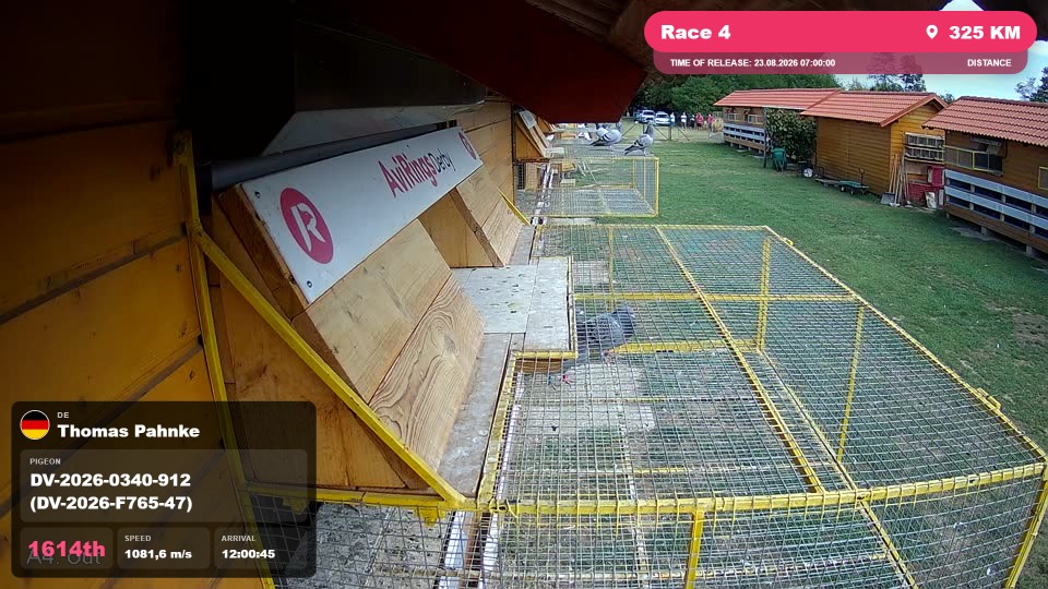 Pigeon Arrival Image For Race Race 4