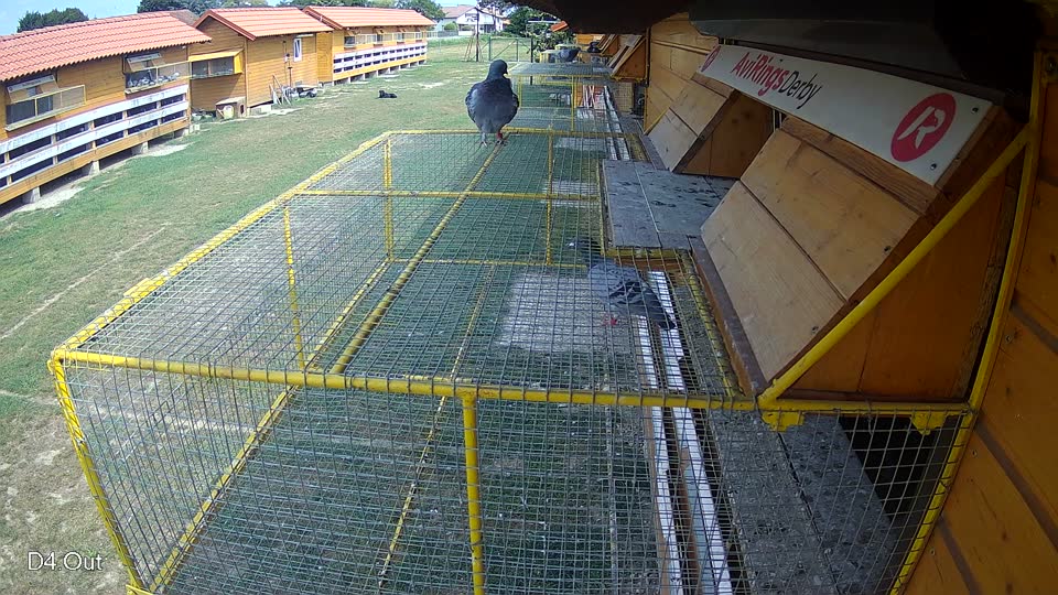 Pigeon Arrival Image For Race Race 4