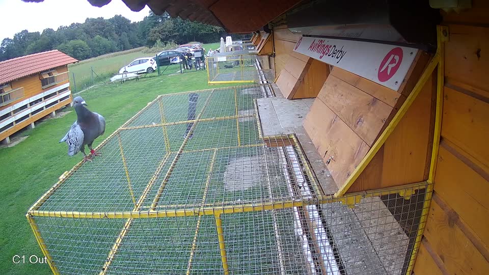 Pigeon Arrival Image For Race Final race 2