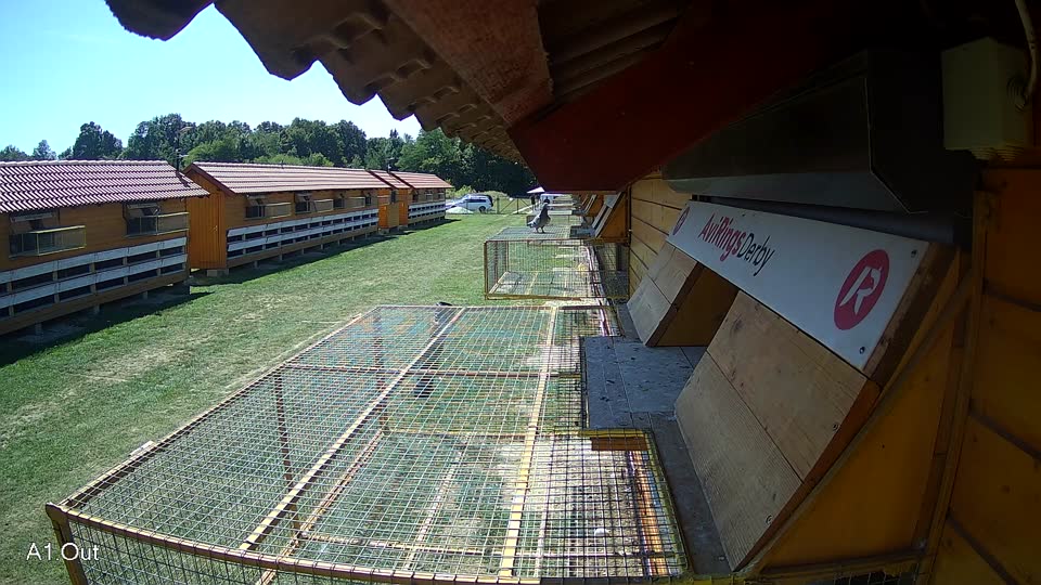 Pigeon Arrival Image For Race Race 5
