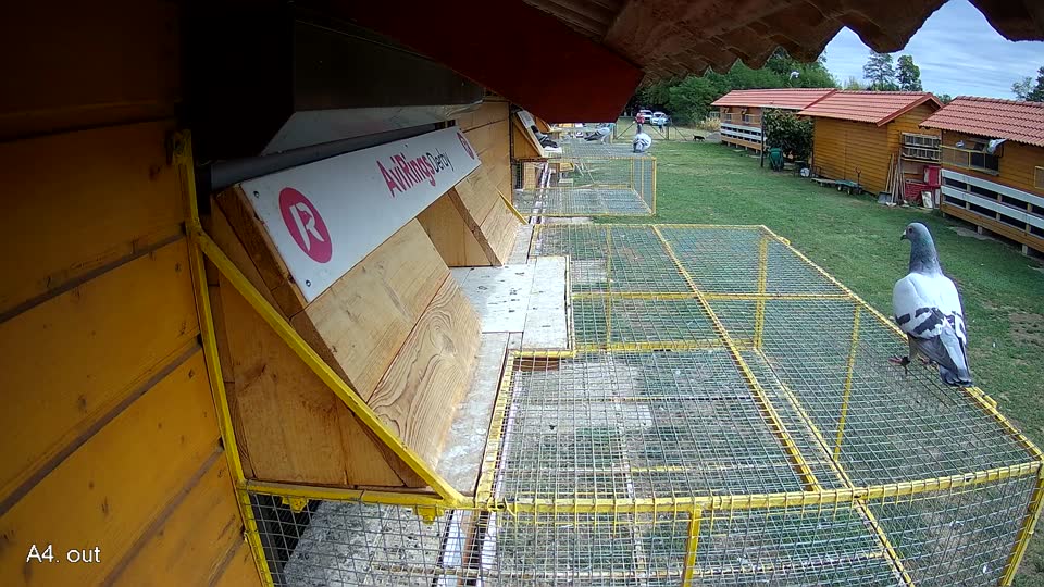 Pigeon Arrival Image For Race Race 4