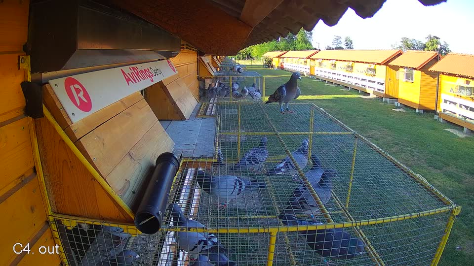 Pigeon Arrival Image For Race Race 2