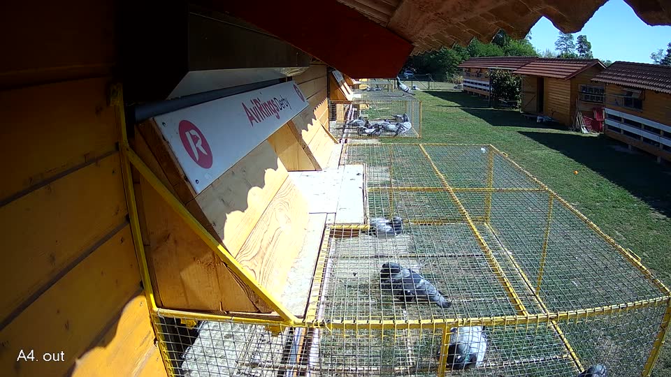 Pigeon Arrival Image For Race Race 5