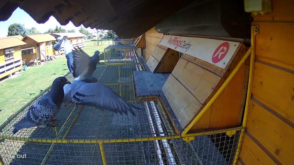 Pigeon Arrival Image For Race Race 3