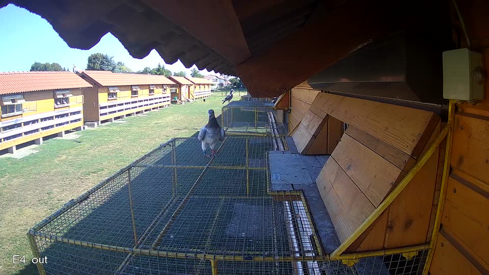 Pigeon Arrival Image For Race Race 2