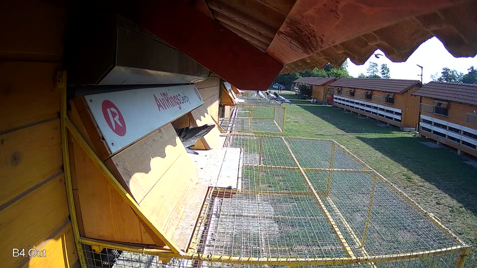 Pigeon Arrival Image For Race Race 1