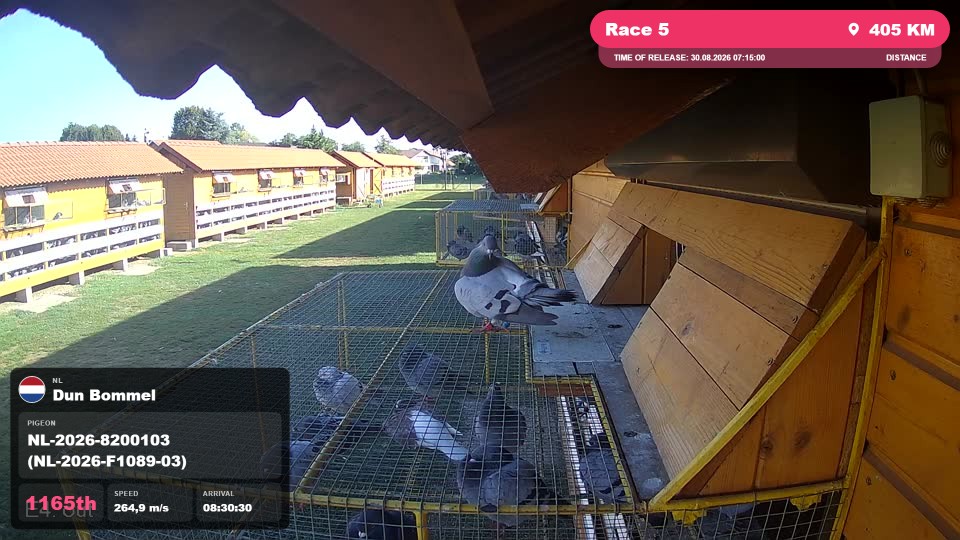 Pigeon Arrival Image For Race Race 5
