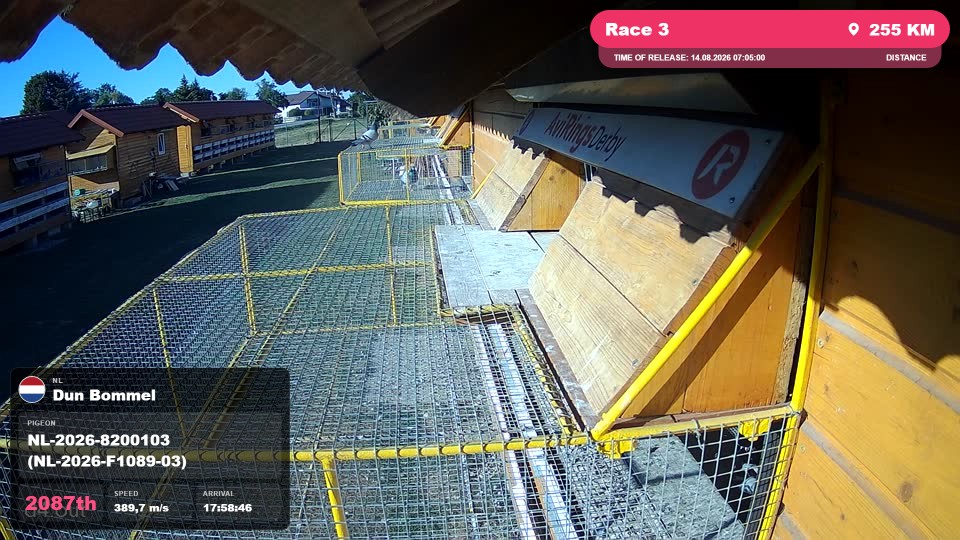 Pigeon Arrival Image For Race Race 3
