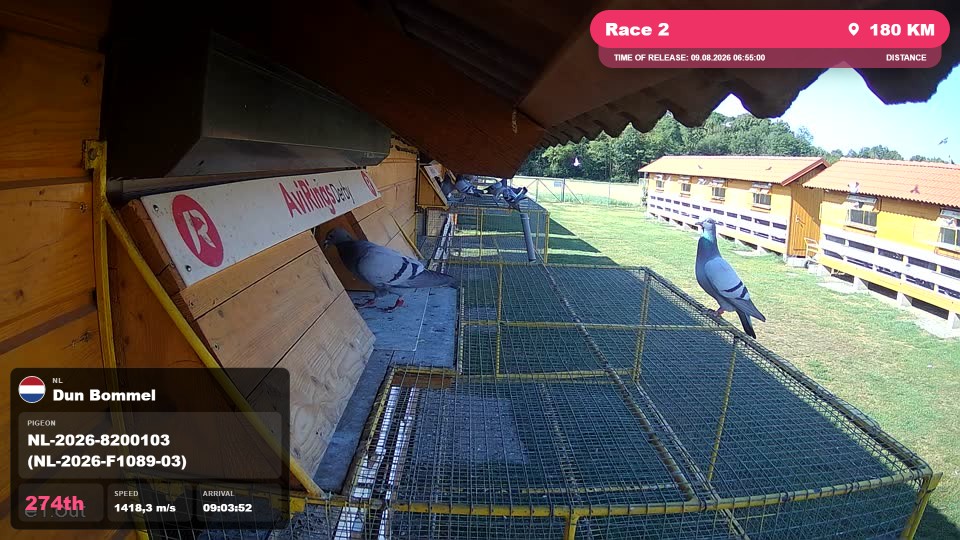 Pigeon Arrival Image For Race Race 2