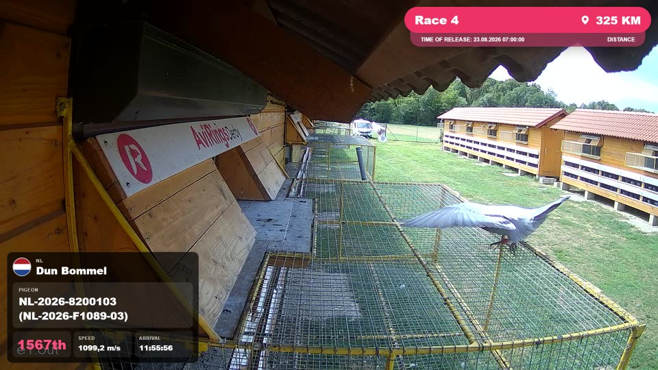 Pigeon Arrival Image For Race Race 4