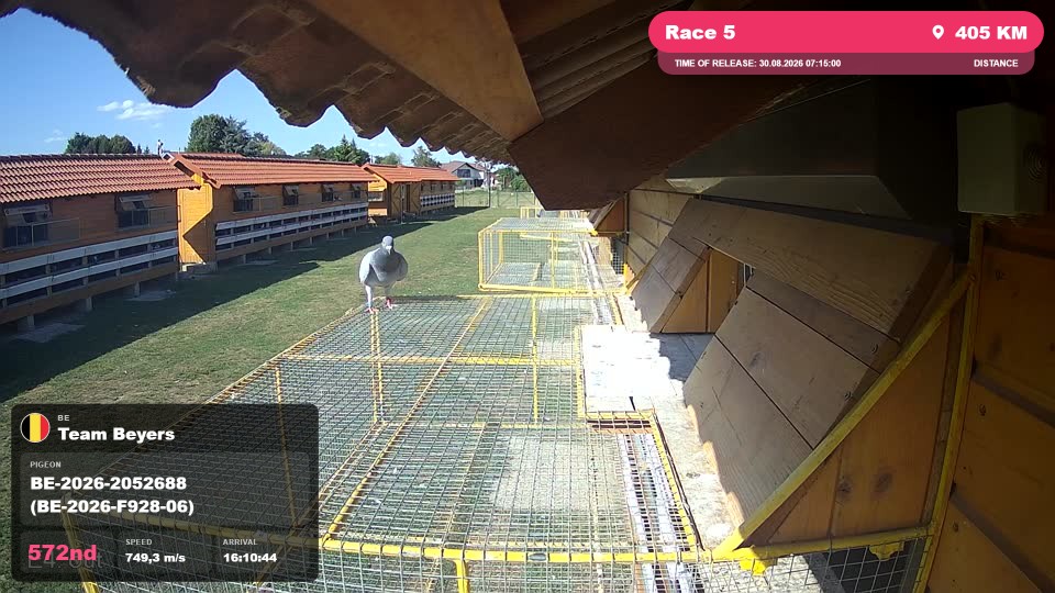 Pigeon Arrival Image For Race Race 5