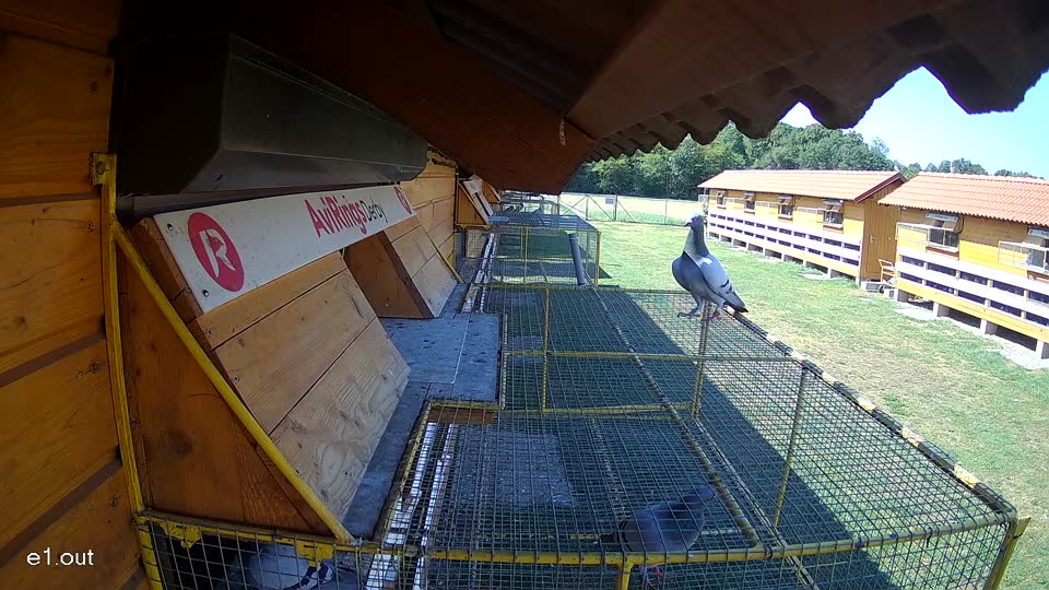 Pigeon Arrival Image For Race Race 2