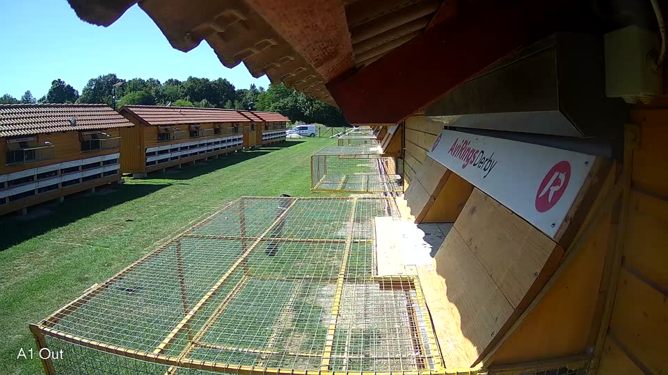 Pigeon Arrival Image For Race Race 2