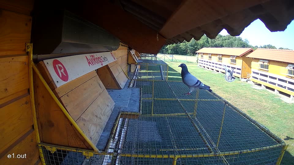 Pigeon Arrival Image For Race Race 2