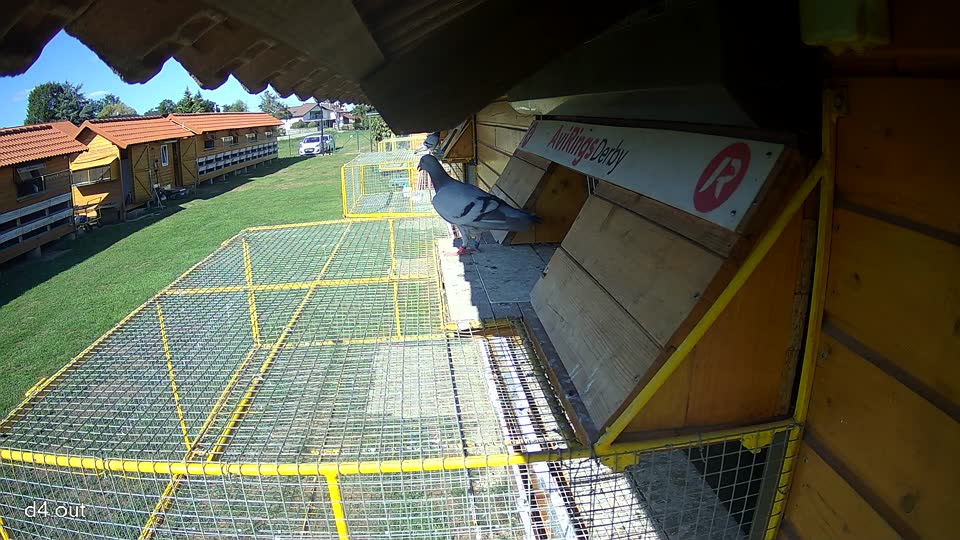 Pigeon Arrival Image For Race Final Race 2/3