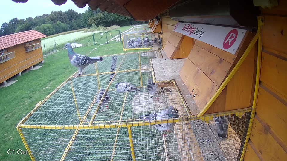 Pigeon Arrival Image For Race Race 6