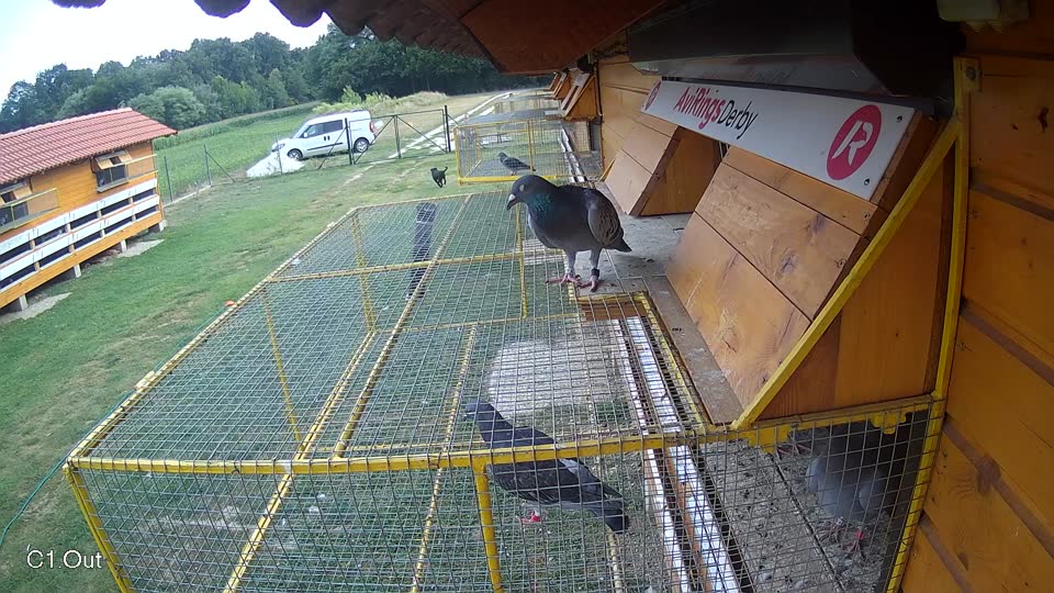 Pigeon Arrival Image For Race Race 4
