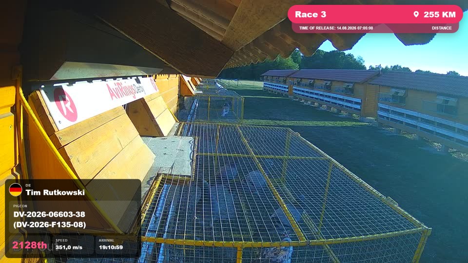 Pigeon Arrival Image For Race Race 3