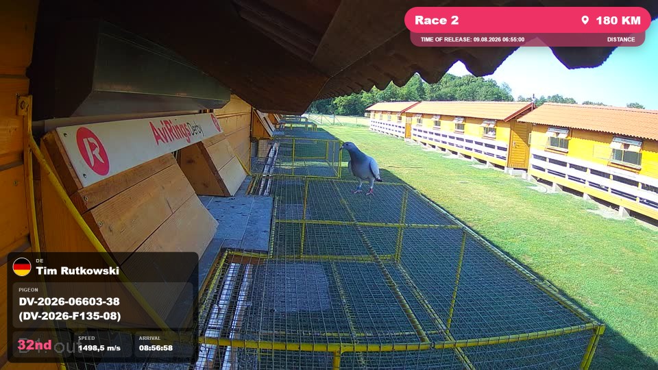 Pigeon Arrival Image For Race Race 2
