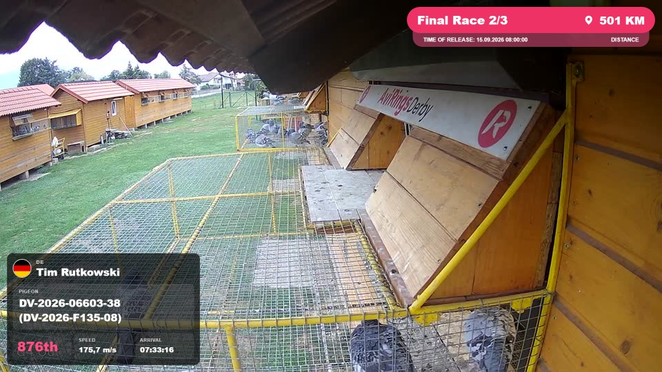 Pigeon Arrival Image For Race Final Race 2/3