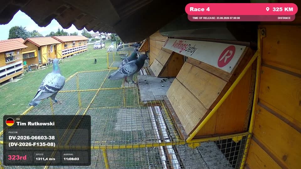 Pigeon Arrival Image For Race Race 4