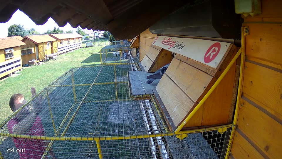 Pigeon Arrival Image For Race Race 1