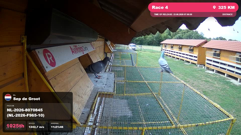 Pigeon Arrival Image For Race Race 4