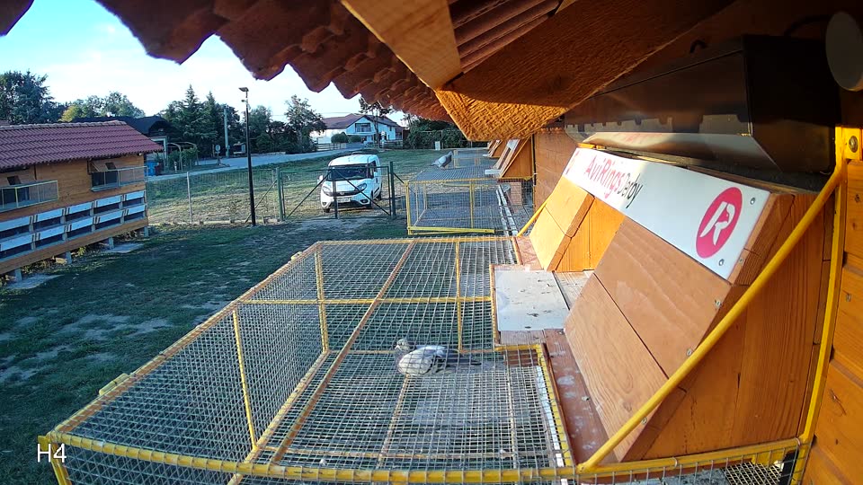Pigeon Arrival Image For Race Race 5