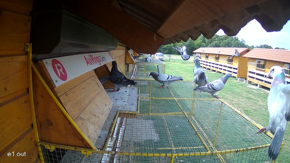 Pigeon Arrival Image For Race Race 4