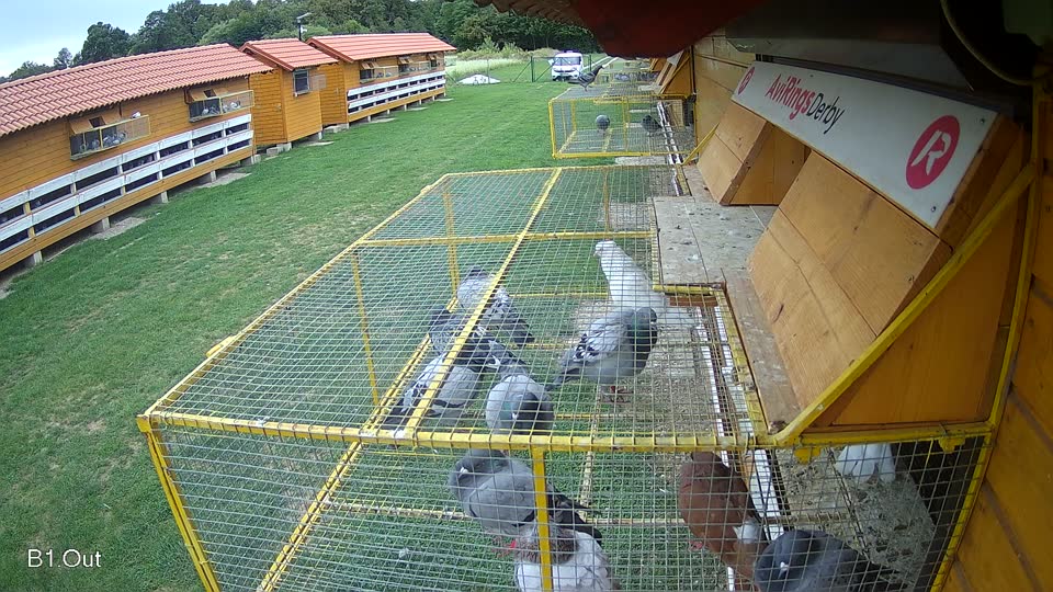 Pigeon Arrival Image For Race Race 6